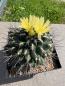 Preview: Thelocactus panarottoanus